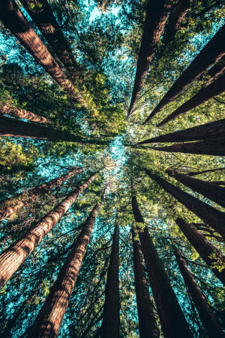 Baummeditation tut im Wald besonders gut