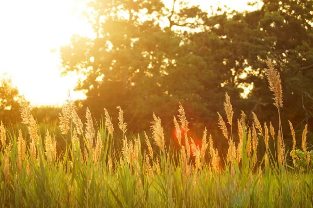 Pitta im Sommer wird abgekühlt.